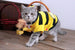 Buzz Buzz Costume